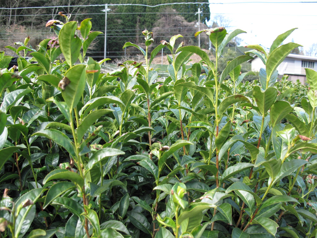 Tea plant with long stems
